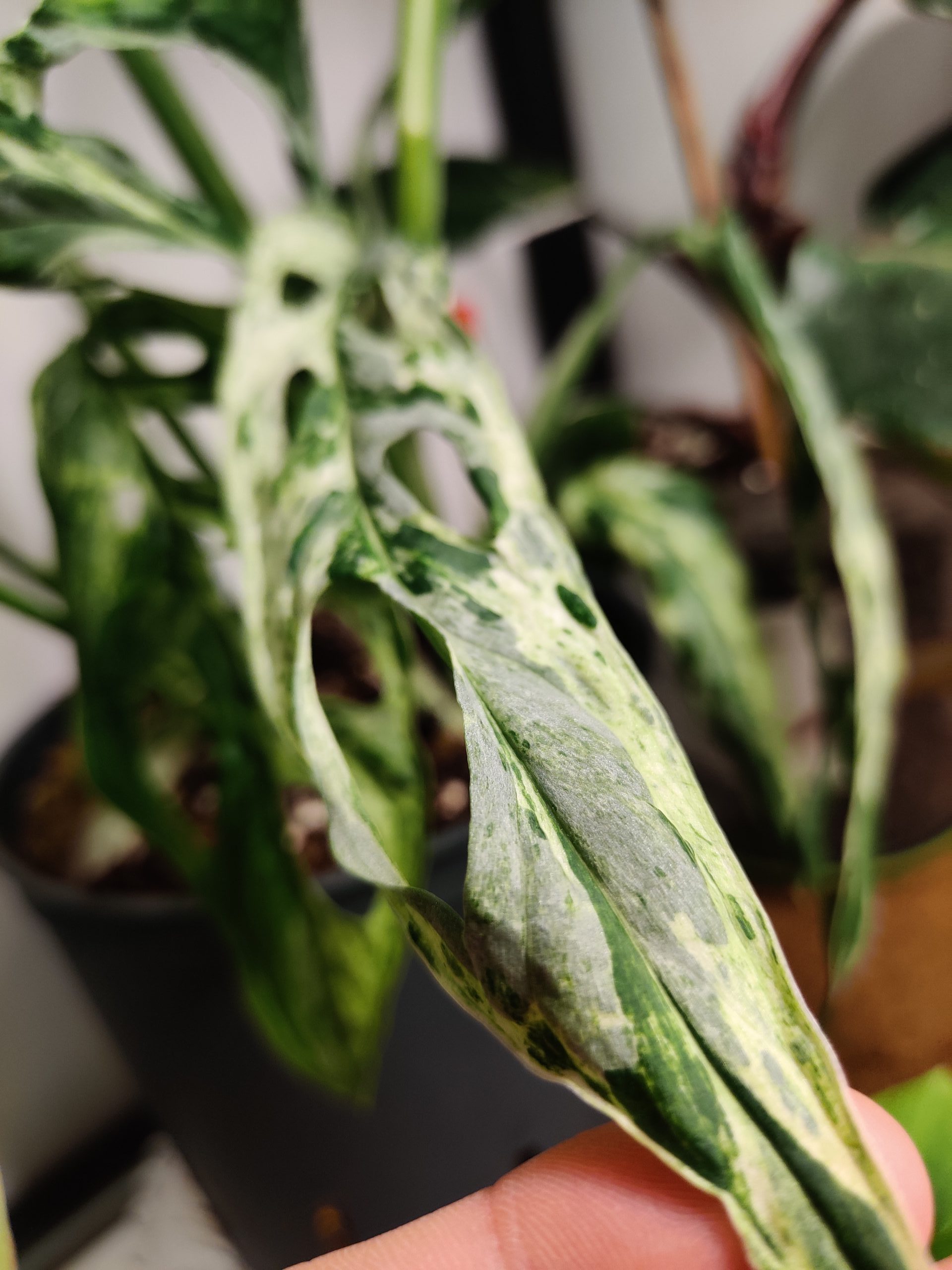 fernwood sansevieria 3-5 FT Sansevieria Fernwood – Dahing Plants main image 0
