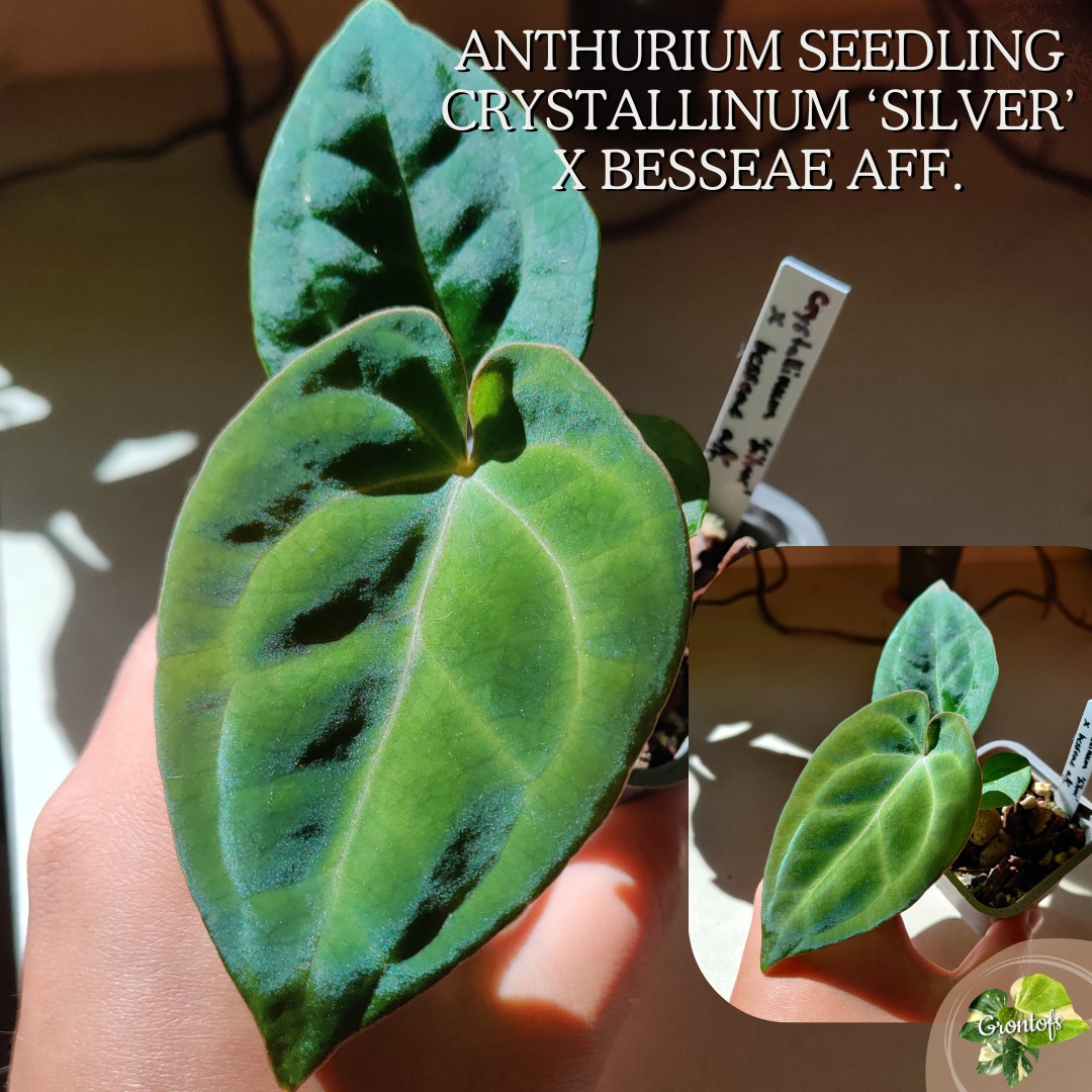 Seedling Anthurium crystallinum 'Silver' x besseae aff.  Grontofs