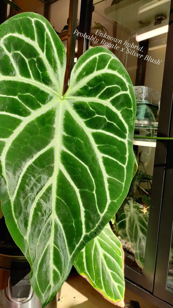 アンスリウム　NO ID アンスリウム NO ID | GREEN LUCK